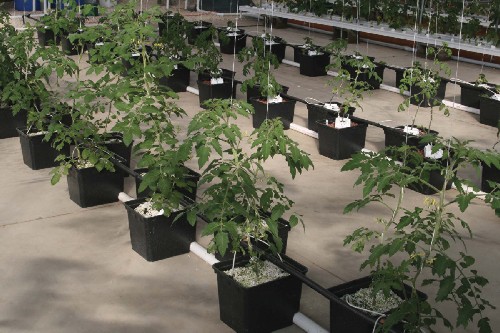 Commercial hydroponic tomato system