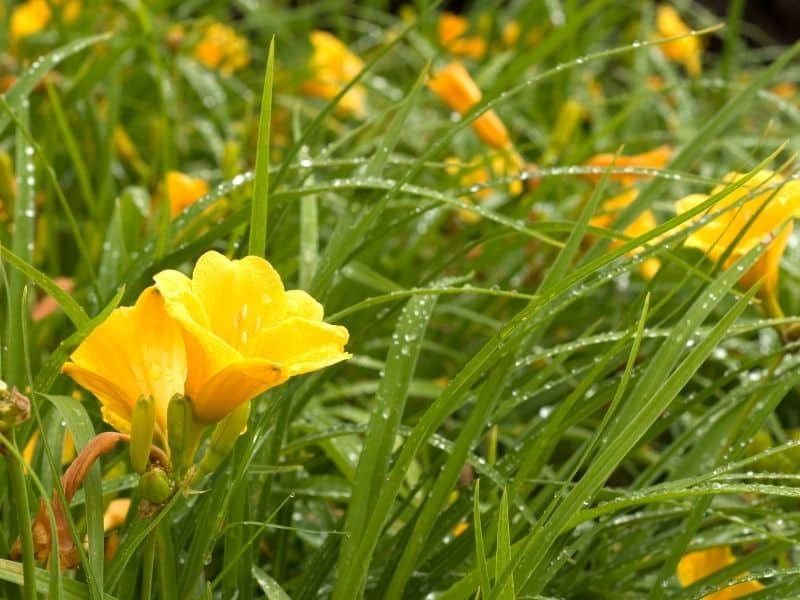 daylily flowers