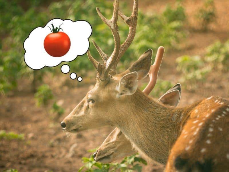 Deer dreaming of tomatoes