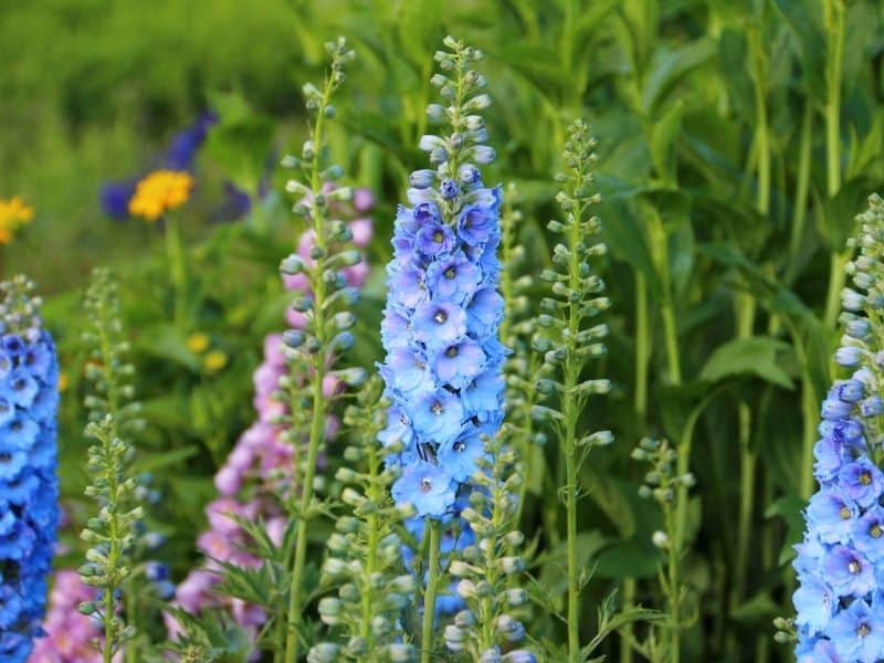 delphinium flowers