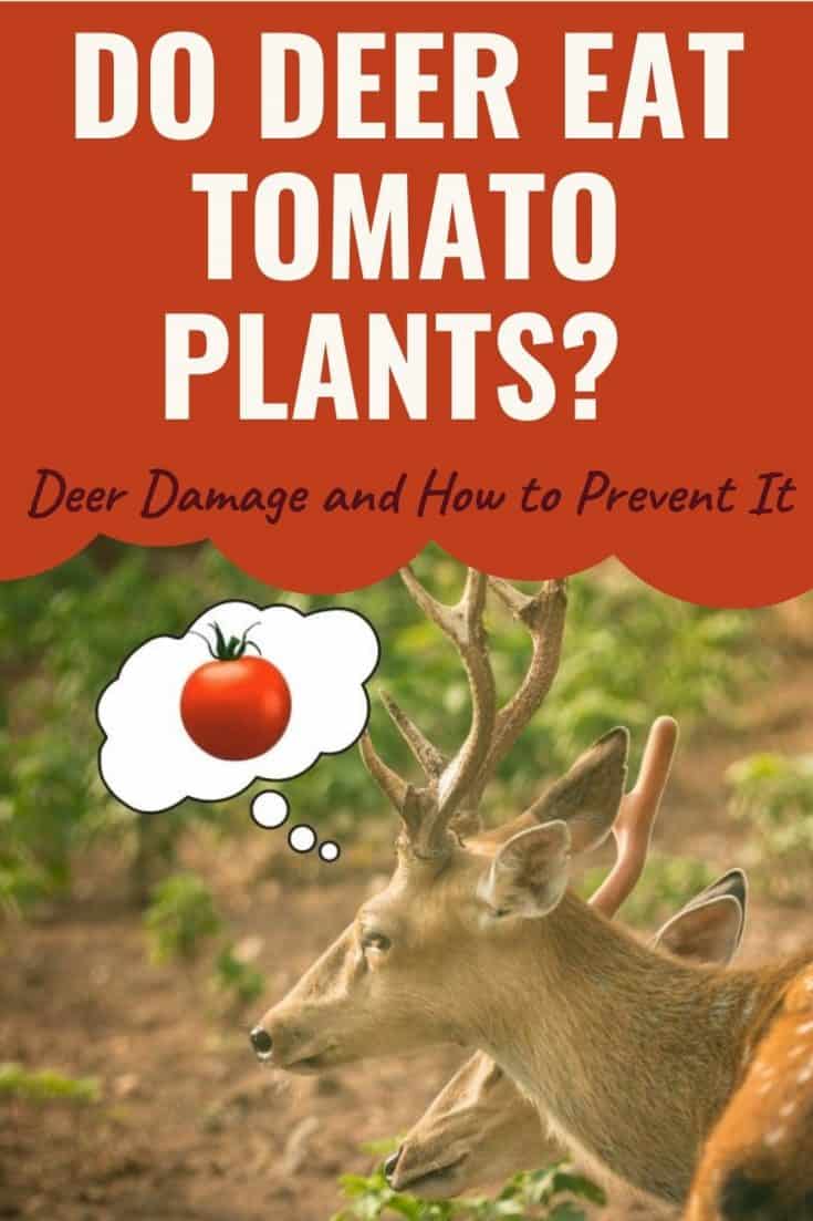 Do Deer Eat Tomatoes And Tomato Plants?