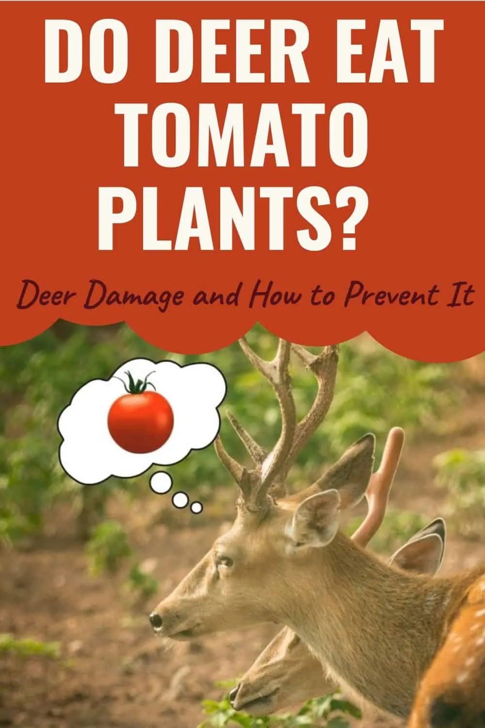 Do deer eat tomatoes and tomato plants?