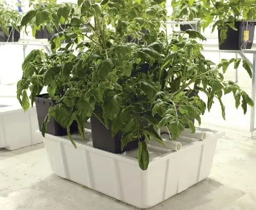 Tomatoes growing in a Dutch bucket