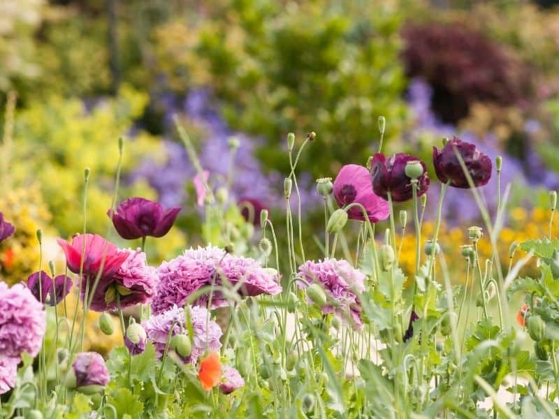 English cottage garden flowers