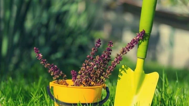 Best Ergonomic Gardening Tools for People with Arthritis