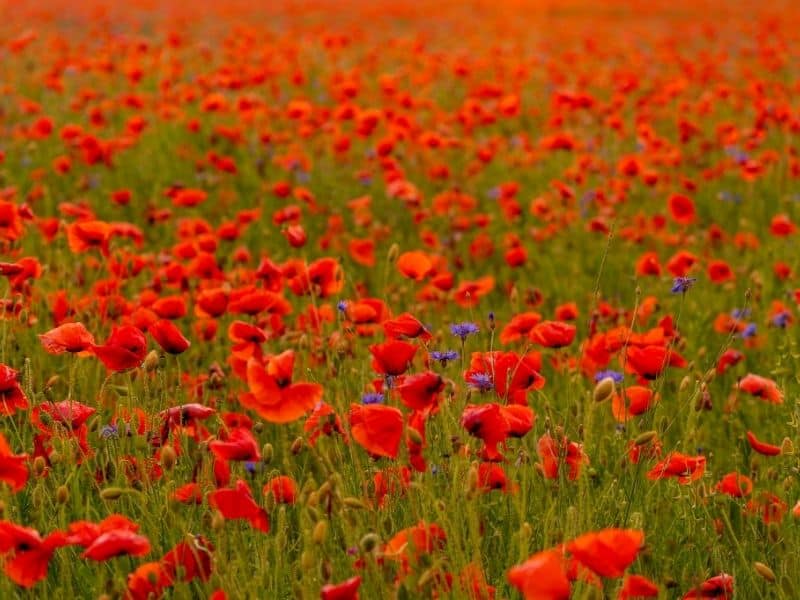 bright red field poppies