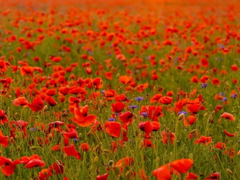 bright red field poppies