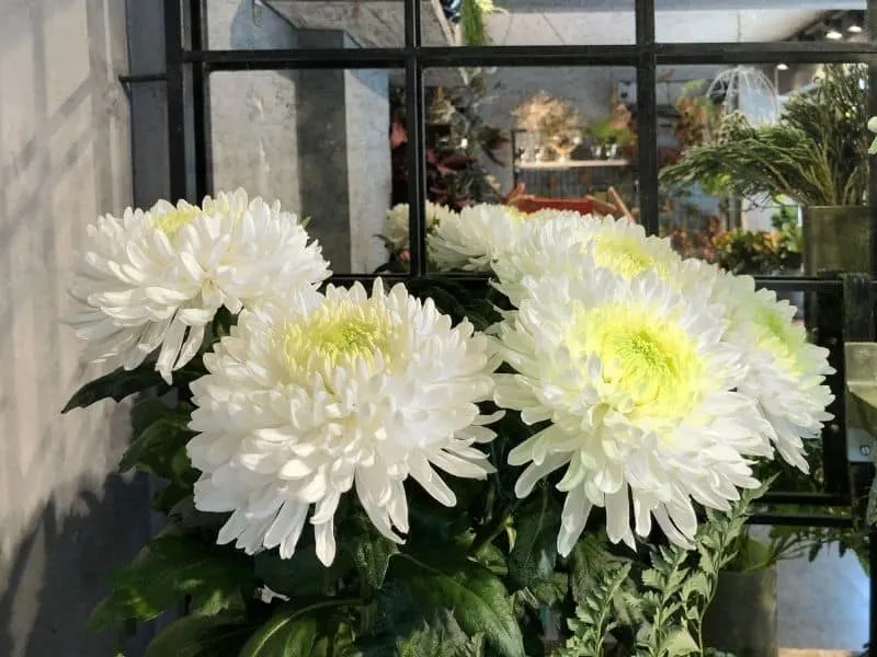 Florist's chrysanthemum