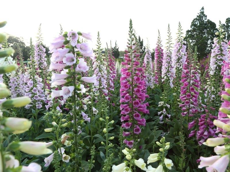 foxglove flowers