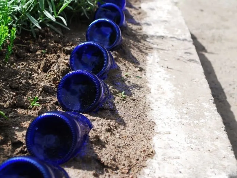 Blue glass bottles lined up as edging for a flower bed