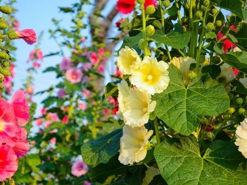 hollyhock flowers