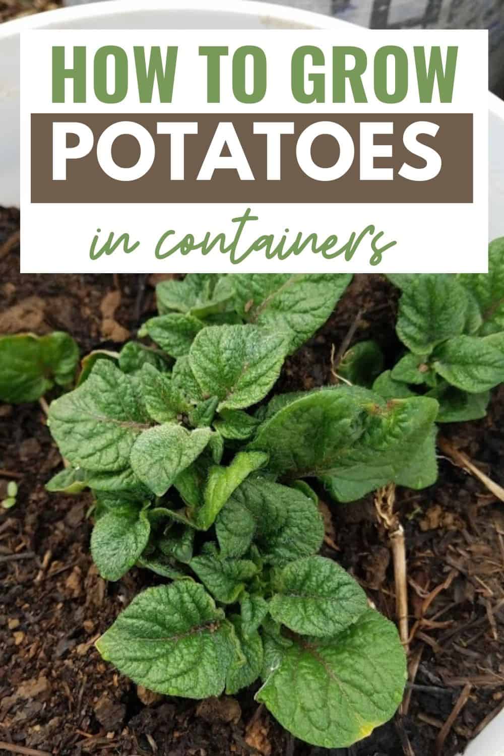 How to grow potatoes in containers