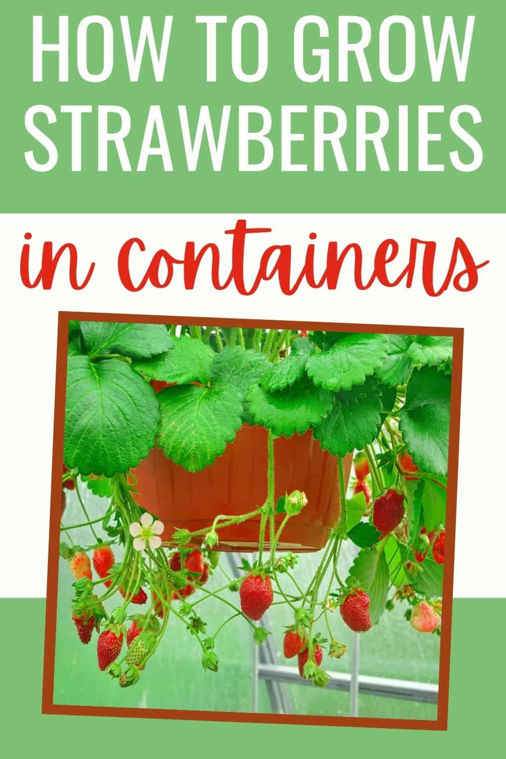 How to grow strawberries in containers