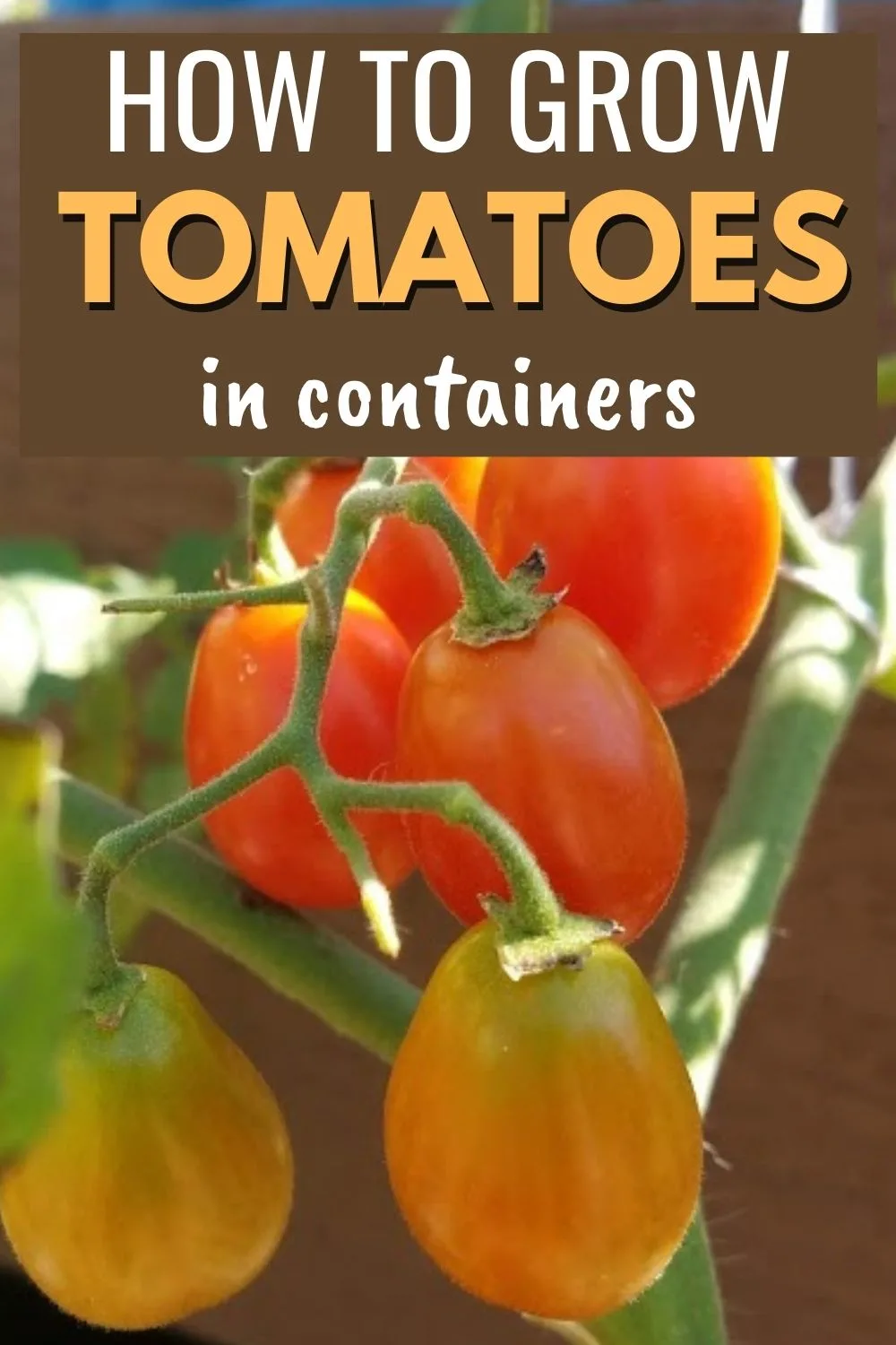 How to grow tomatoes in containers