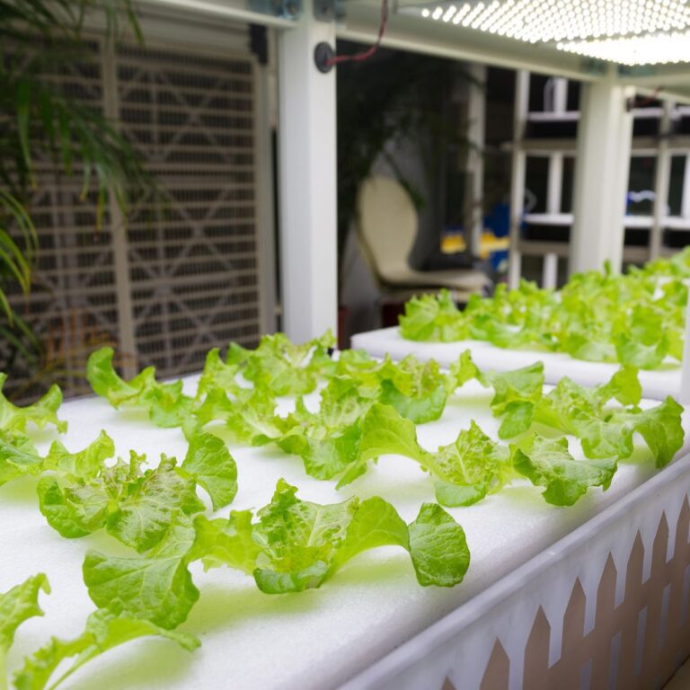 Green lettuce growing in a hydroponic setup.