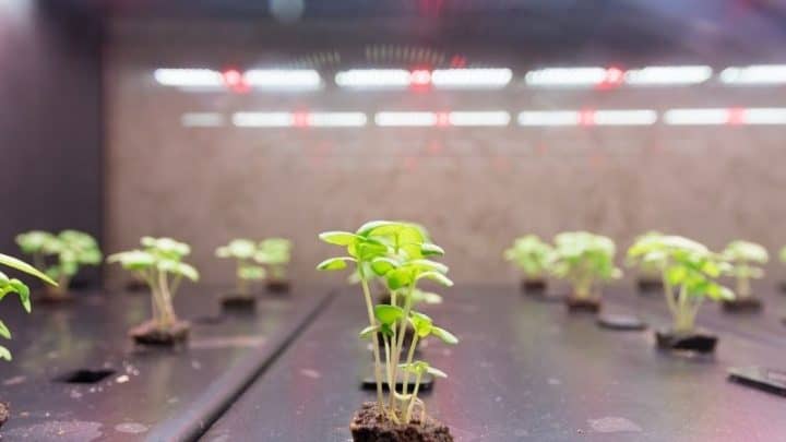 Best Hydroponic Lights For A Successful Indoor Garden