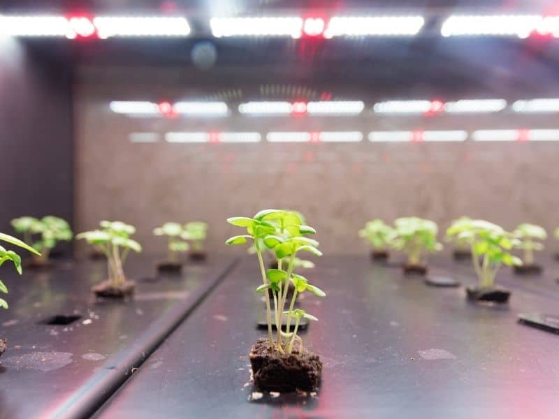 Hydroponic lights over some seedlings