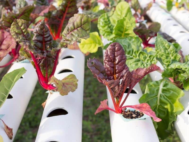 Hydroponic plants