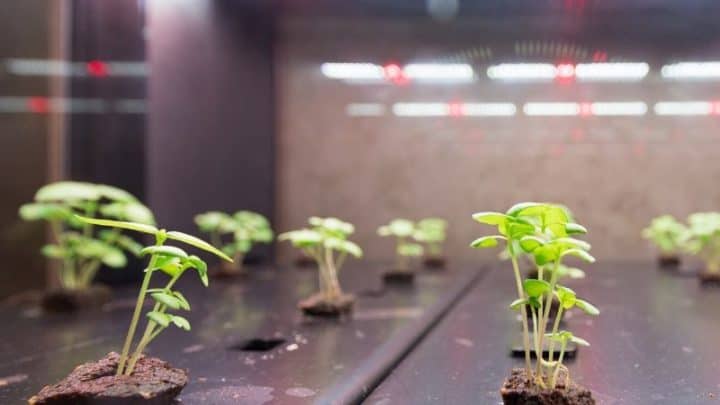 How To Plant Hydroponic Seeds For A Great Harvest