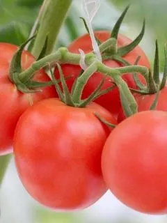 Tomatoes grown in a hydroponic garden