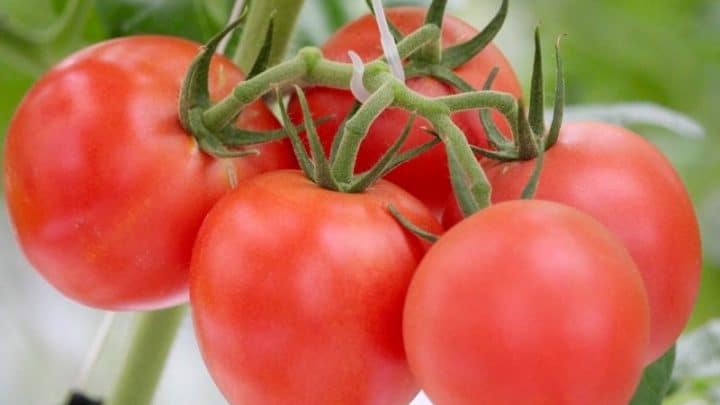 Growing Hydroponic Tomatoes
