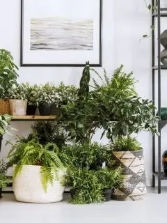 Indoor plant corner