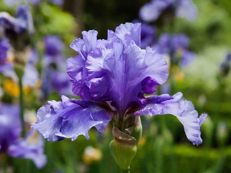 purple iris flower