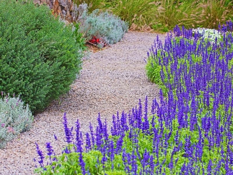 Pathway lined with lavender flowers