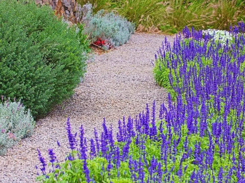 Lavender flowers growing along a pathway
