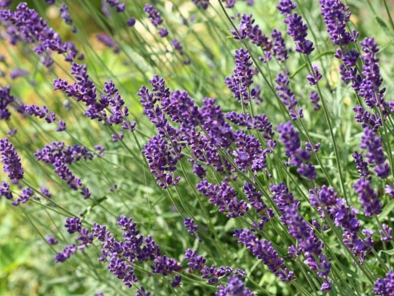 Lavender flowers