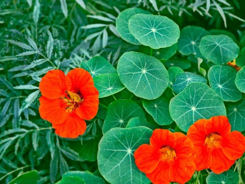 nasturtium flowers