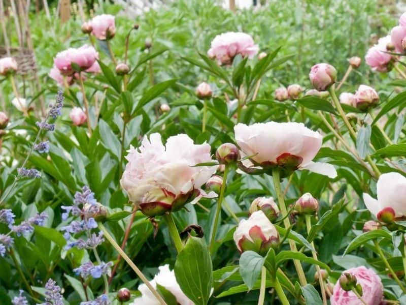 pale pink peonies