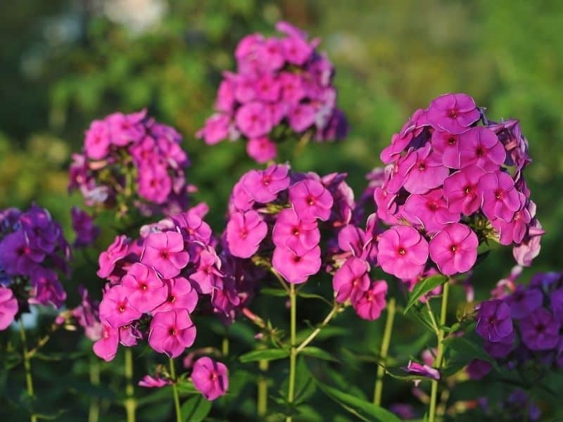 deep pink phlox flowers