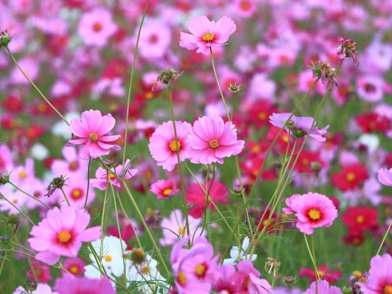 pink cosmos flowers