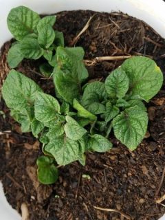 Young potato plants growing in a container