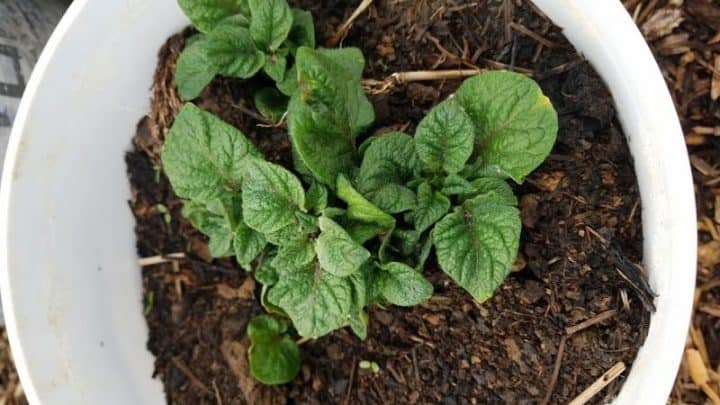 How to Grow Potatoes in Containers – A Roundup of the Best Ideas
