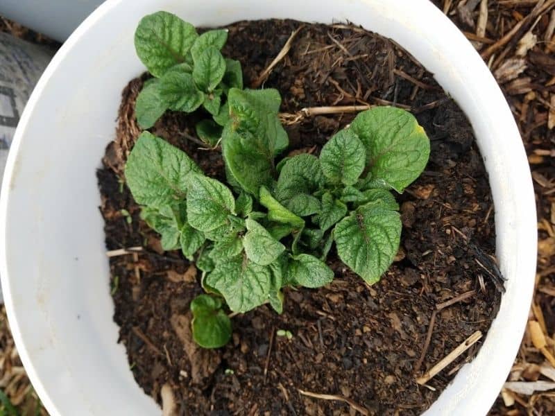 Young potato plants growing in a container