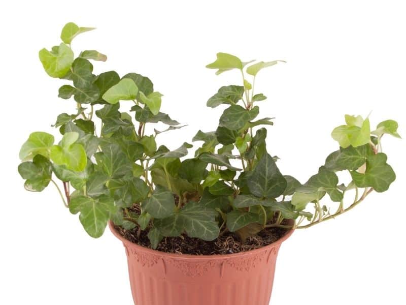 Potted English ivy plant