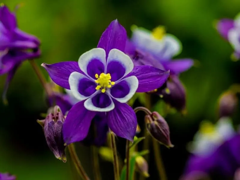 purple columbine flowers