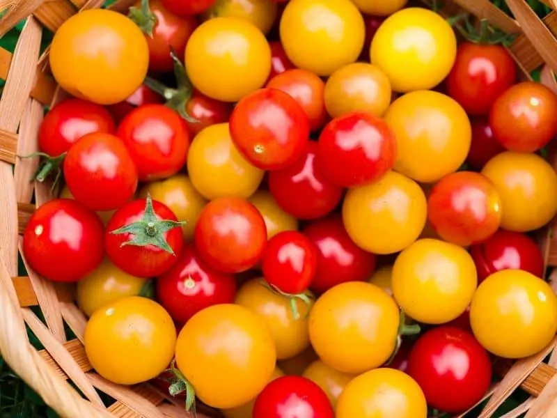 Basket full of red and yellow cherry tomatoes