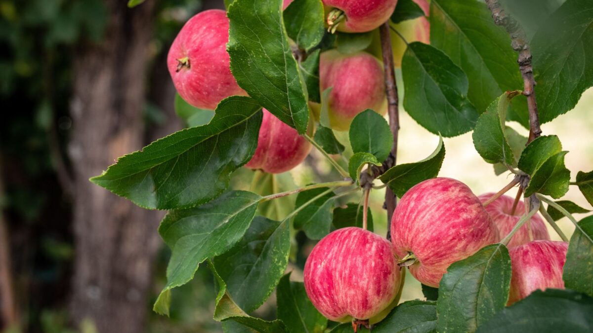 a tree branch with red apples.