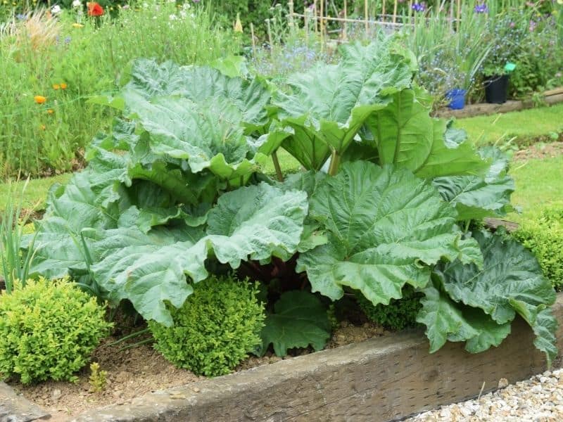 rhubarb plant