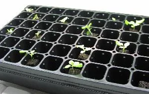 seedling flat for hydroponics