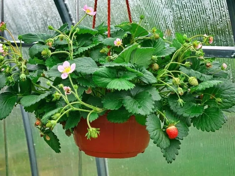 strawberry plant growing in a hanging basket