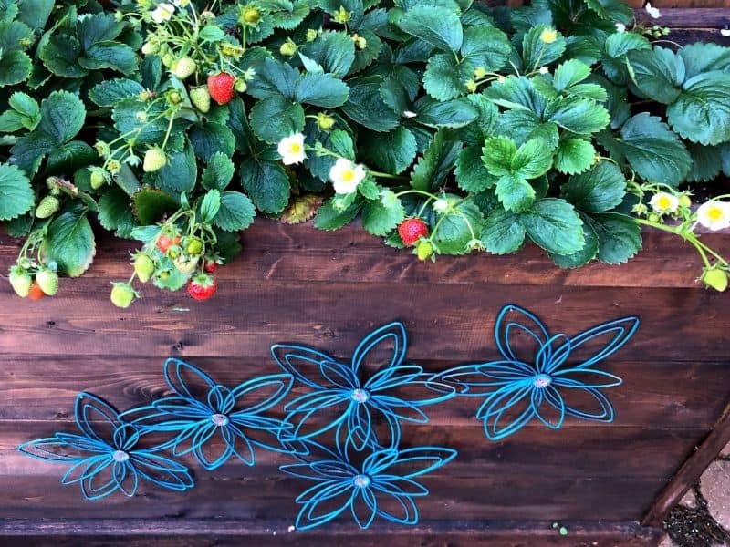 Strawberries growing in a wooden container