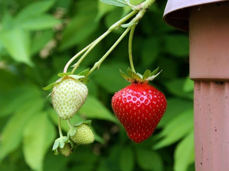 beautiful, fresh strawberries hanging from a basket
