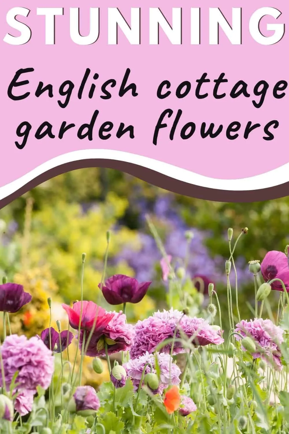 Stunning English cottage garden flowers