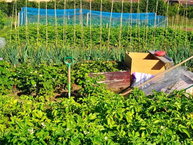 Vegetable garden in full sun