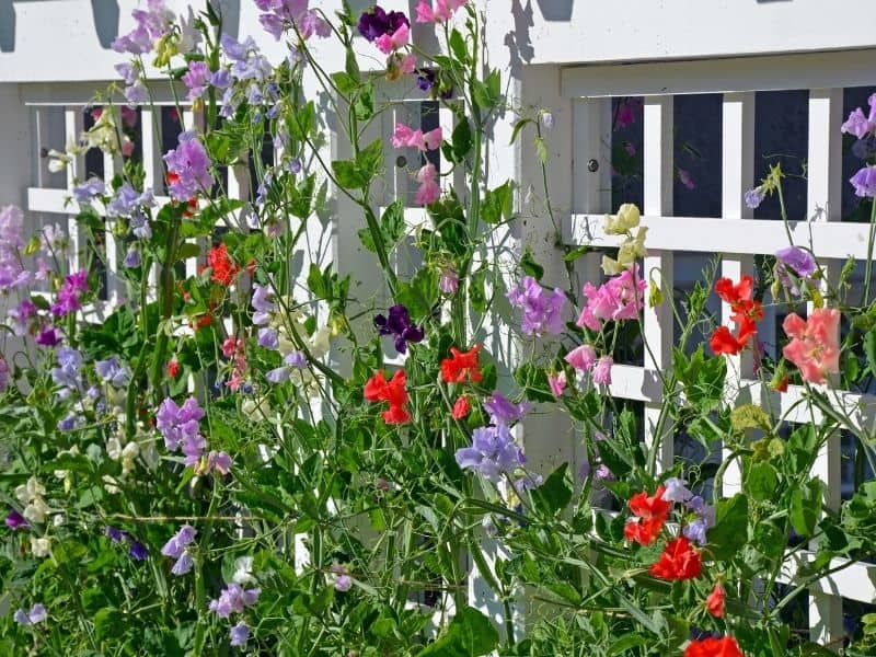 sweet pea flowers