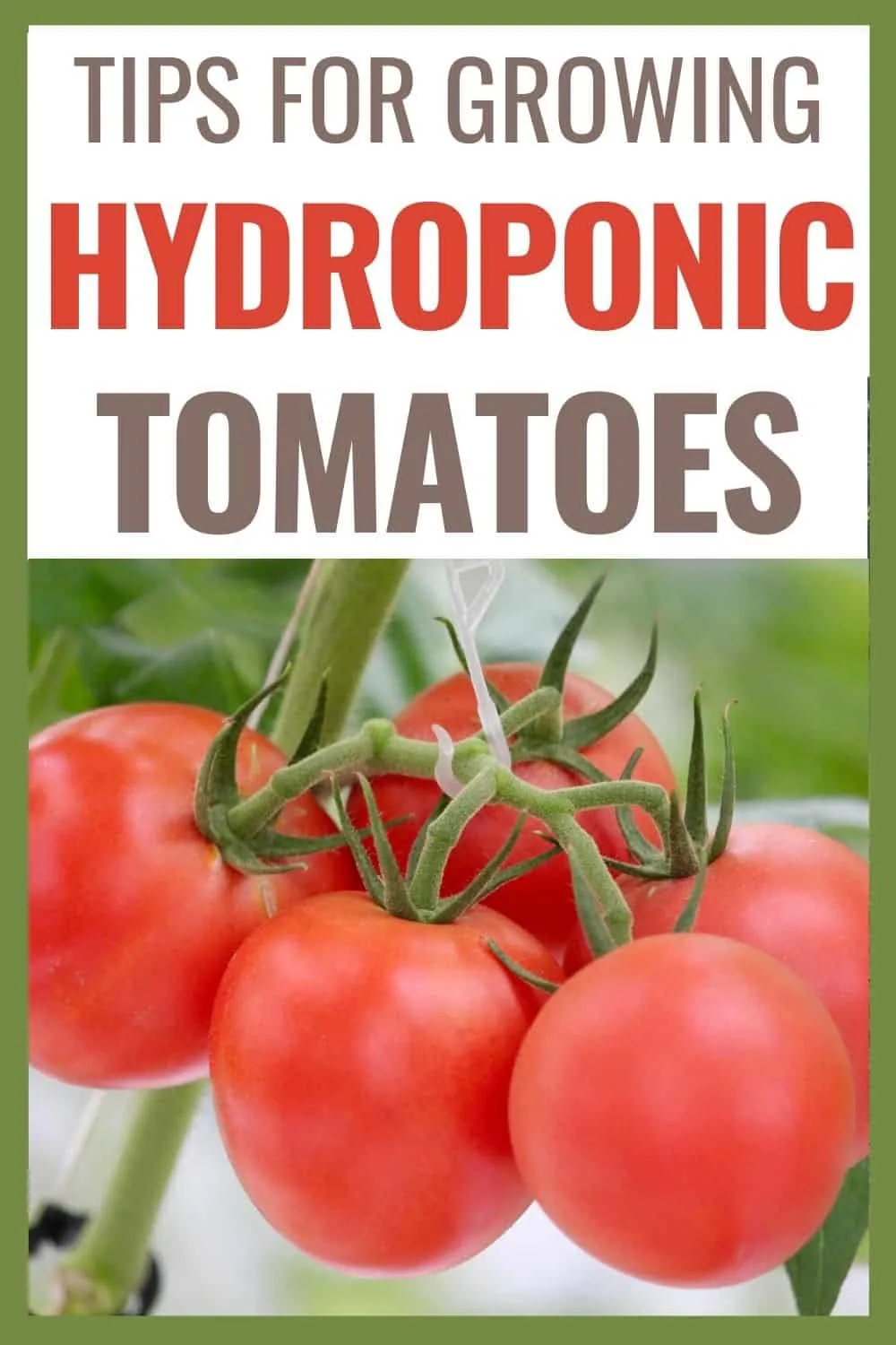 Tips for growing hydroponic tomatoes